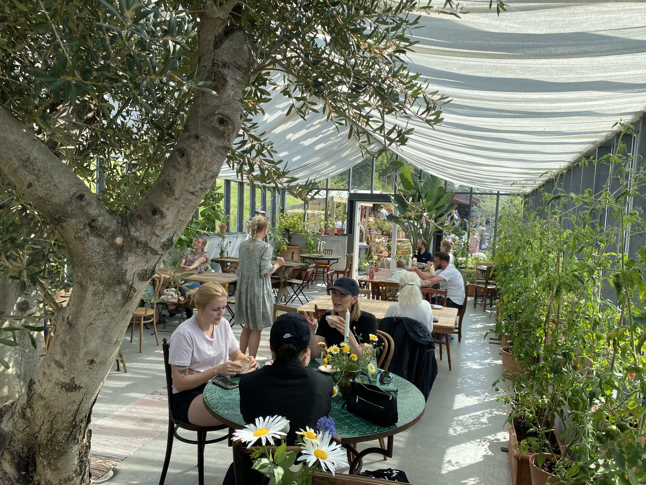 Kafe i drivhus. søndagsåpne kafeer på jæren. Drivhuset bageri Bryne kafe